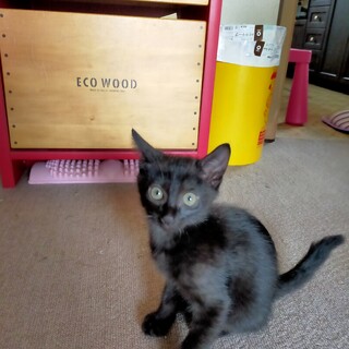 子猫の里親決まりました。ありがとうございました。