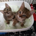 【代理応募】子猫の里親募集