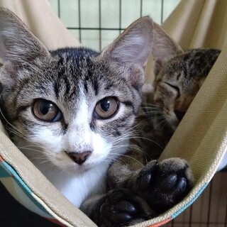 美形のキジ白　ゆきちゃん