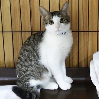 心を開くまで長い目でお付き合いいただける方