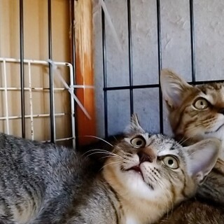 おしゃまで、優しいキジトラ子猫