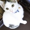 保護猫ちゃんをどうか迎えて下さい サムネイル2