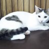 保護猫ちゃんをどうか迎えて下さい サムネイル3