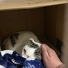 保護猫ちゃんをどうか迎えて下さい サムネイル5