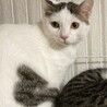 保護猫ちゃんをどうか迎えて下さい サムネイル6
