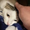 保護猫ちゃんをどうか迎えて下さい サムネイル7