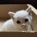 【急募】子猫里親