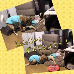 「やるときはやるEdワンコ」サムネイル2