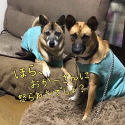 「やるときはやるEdワンコ」サムネイル3