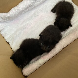 3兄妹猫ちゃんを保護しました
