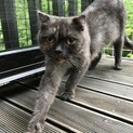 甘えん坊のスコティッシュの女の子です。