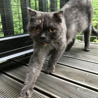 甘えん坊のスコティッシュの女の子です。