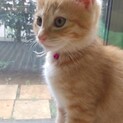 好奇心旺盛で人馴れした可愛い「まる」ちゃん