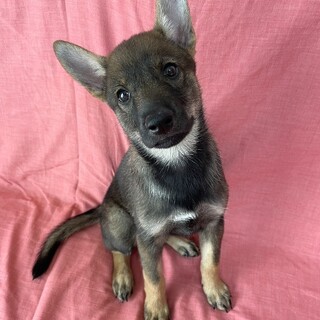 保健所からレスキューした子犬♀