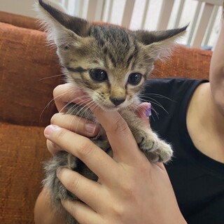 里親さま決まりました☆