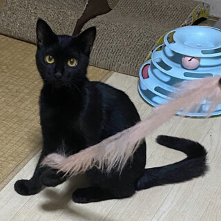クールビューティー♡クイニーちゃん