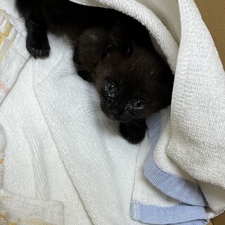 こげ茶の小さい子猫ちゃんです