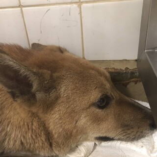 期限が明日の朝までになります！