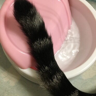 しっぽぬれてますよ。