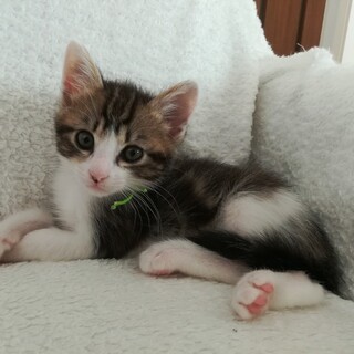 募集一時停止⭐️キジ白男の子ポワロ