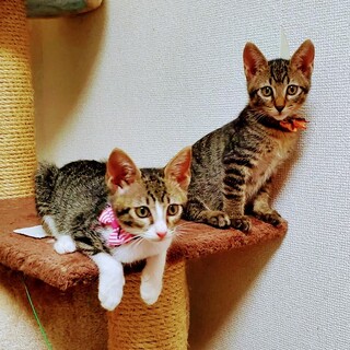 お膝 大好き！ らんちゃん& ヤマトくん