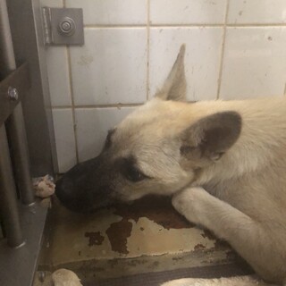 センターに収容され24日の朝まで期限