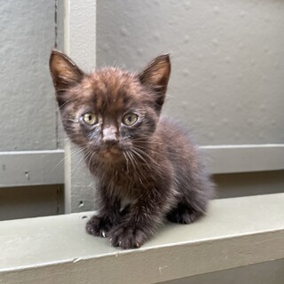 【サロンシャンプー済み】かわいい黒猫ちゃん