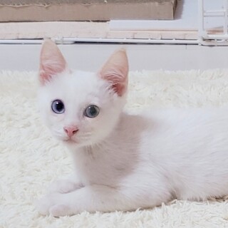 短足 マンチカンみたいな ブルーの瞳の子猫