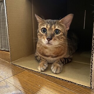 物静かなベンガル女の子