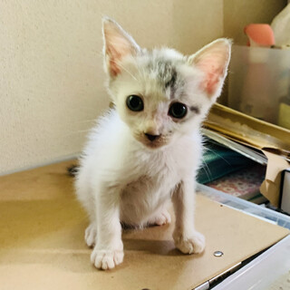 ⑨なな子　白黒　1ヶ月　メス　