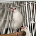 荒鳥　文鳥