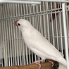 荒鳥　文鳥 サムネイル2
