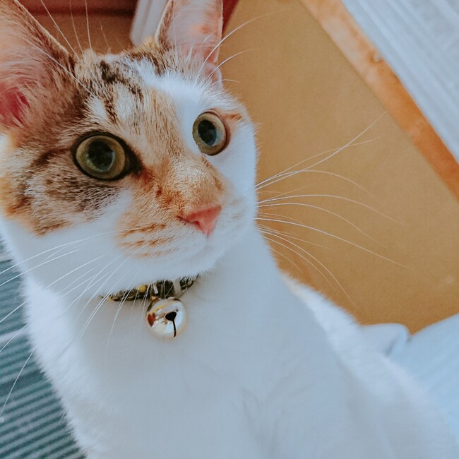 みかみゆなのカバー写真