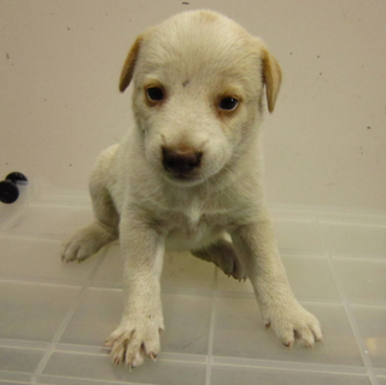 売れ筋がひ 犬の首輪 ペットグッズ おしゃれ お散歩 ペット ハンドメイド 牛革 ヌメ革 首輪 犬用 イヌ いぬ 犬 ペット用品 名産品 特産 特産品 返礼品 支援品 支援 山陽小野田市 山口 山口県 納税 ふるさと ブラウン ふるさと納税 犬用首輪 セミオーダー 本革