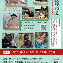 保護猫の譲渡会 東大和猫８０匹さんの猫２匹参加！