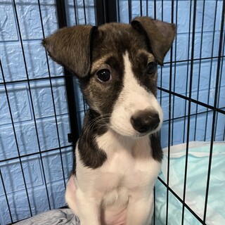 ポインター風兄弟グレイの優しいお家を探しています