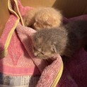 2匹の子猫の里親募集です