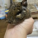 デグー一歳4ヶ月