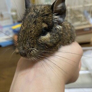 デグー一歳4ヶ月