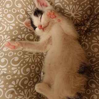 (トライアル中)生後１か月ポッチ君