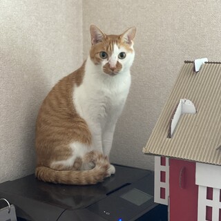 穏やかで甘えん坊の男の子★レンくん