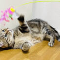 まったりのんびり穏やかアメショ風な猫さん!!