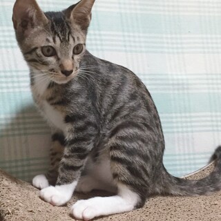 かわいい白ソックス　キジトラ男子　さつき♂