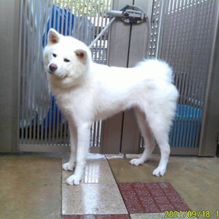 瀬戸市の犬の里親募集情報まとめ ペットのおうち 月間利用者150万人 瀬戸市の犬の里親募集情報まとめ ペットのおうち 月間利用者150万人