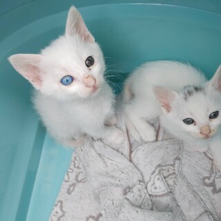 白猫美人姉妹ちゃん