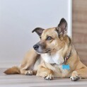 吠えなし、留守番待機できる、1頭飼育向き、12キロ