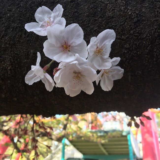 レックウザのカバー写真