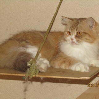 足長マンチカン女の子　