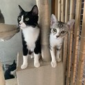 里親を募集します。