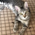 【メダル】おかげさまで里親さまが決まりました